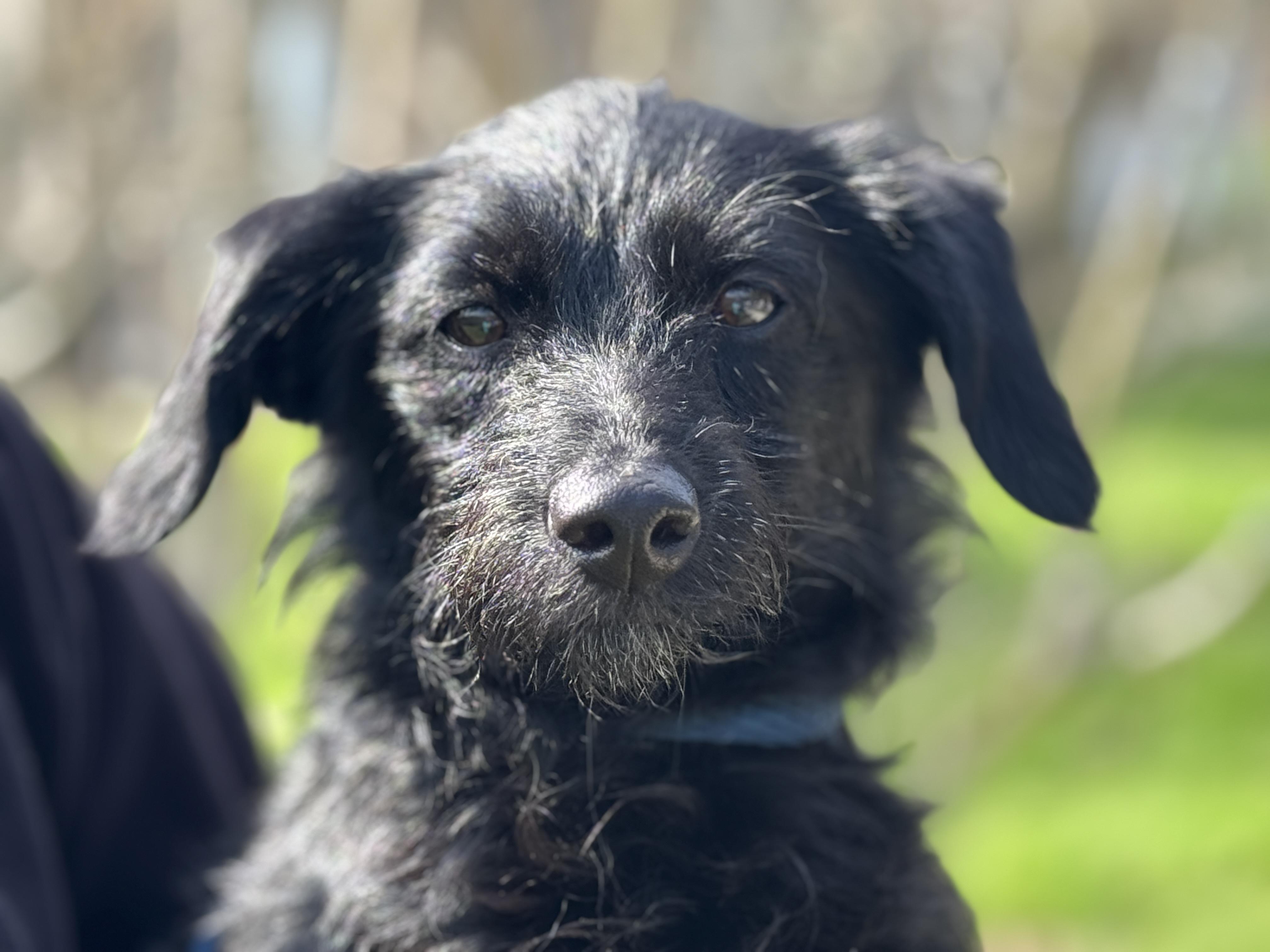 Enlarge Alley Oop, an adopted mixed breed in Richmond, VA image 2/6