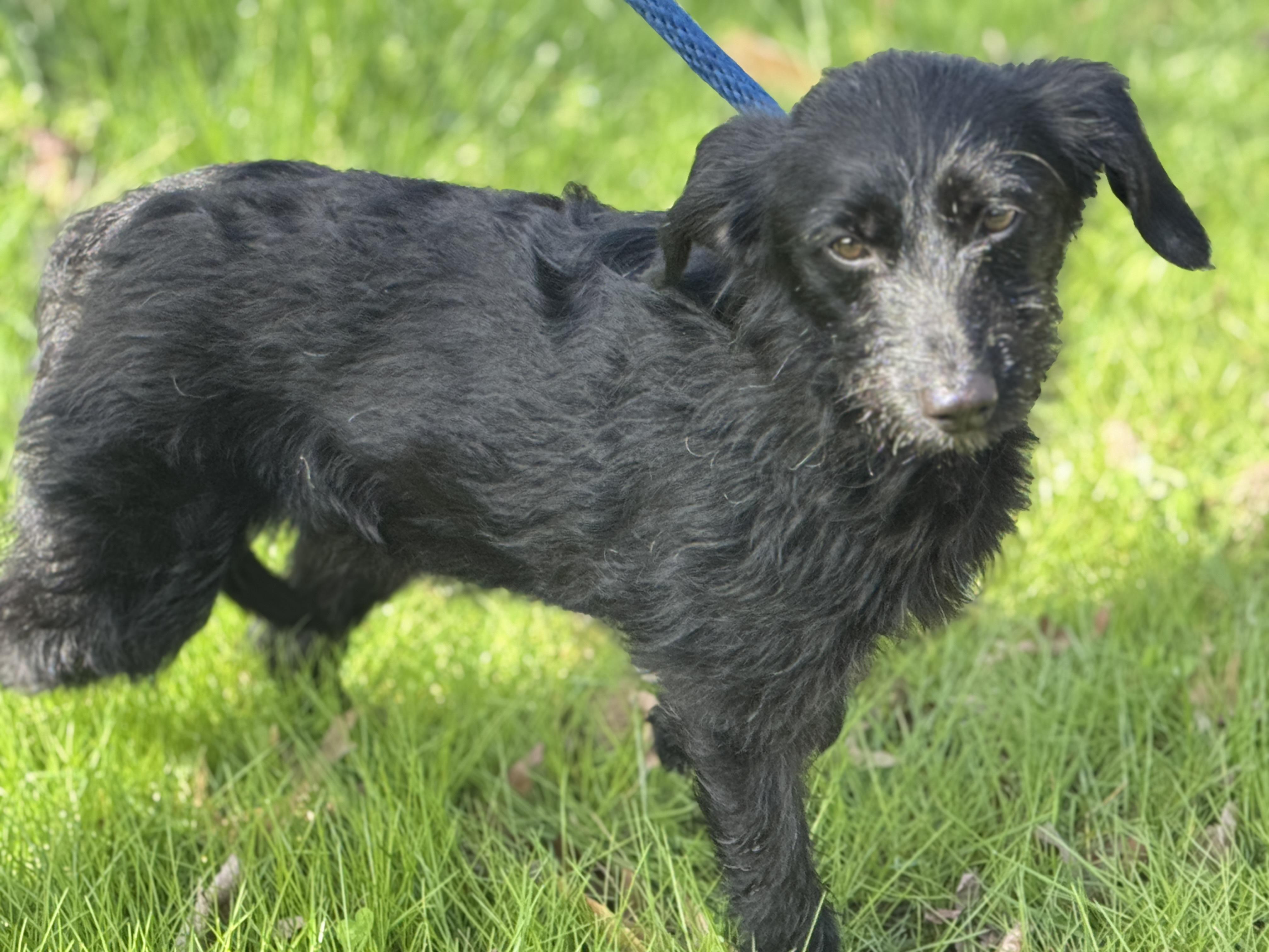 Enlarge Alley Oop, an adopted mixed breed in Richmond, VA image 5/6