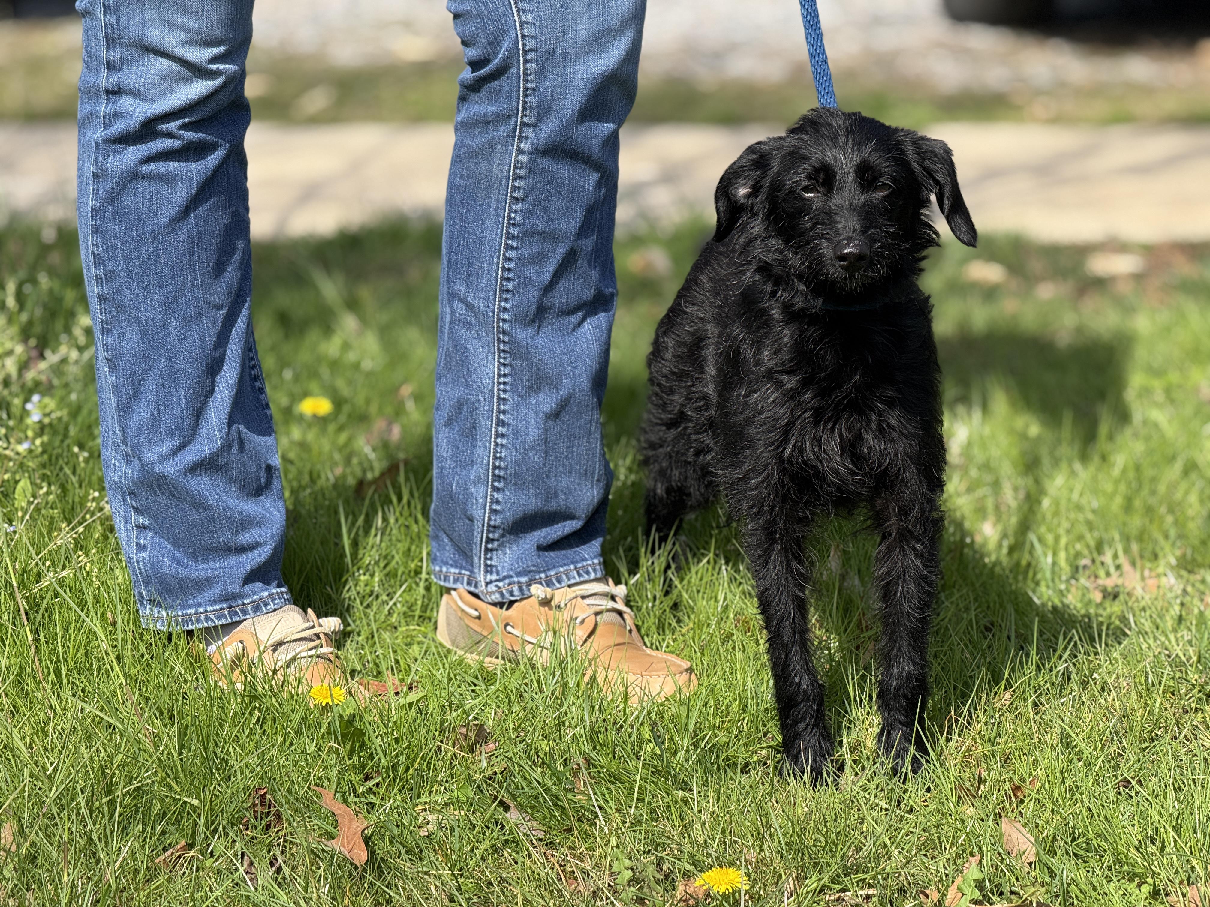 Enlarge Alley Oop, an adopted mixed breed in Richmond, VA image 4/6