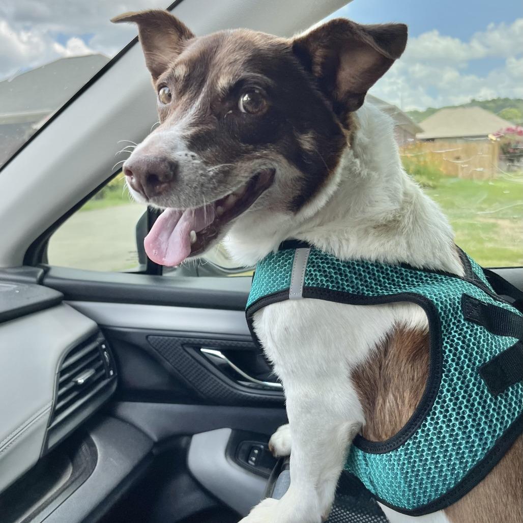 Edamame, Adoptable, Adult Male Chihuahua & Cattle Dog.