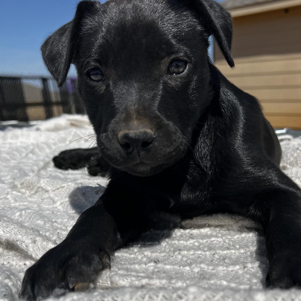 Enlarge Neo, a Adoptable mixed breed in Aledo, TX image 1/6