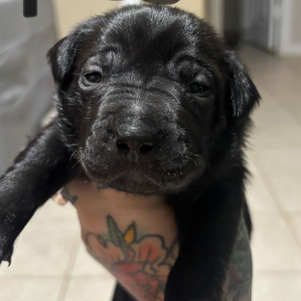 Enlarge Neo, a Adoptable mixed breed in Aledo, TX image 2/6