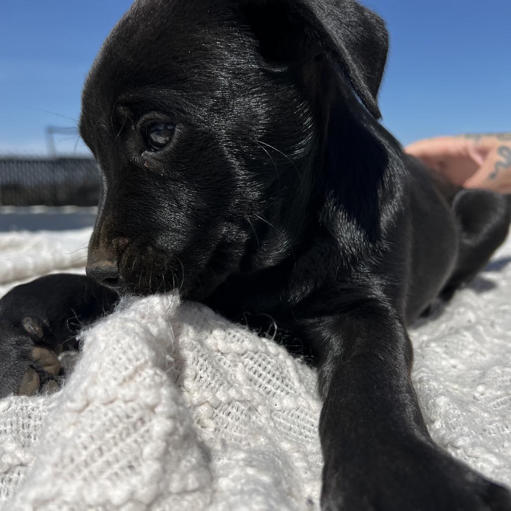 Enlarge Neo, a Adoptable mixed breed in Aledo, TX image 3/6