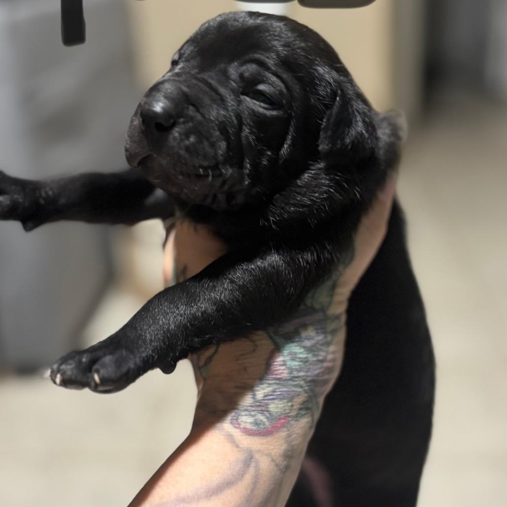 Enlarge Neo, a Adoptable mixed breed in Aledo, TX image 4/6