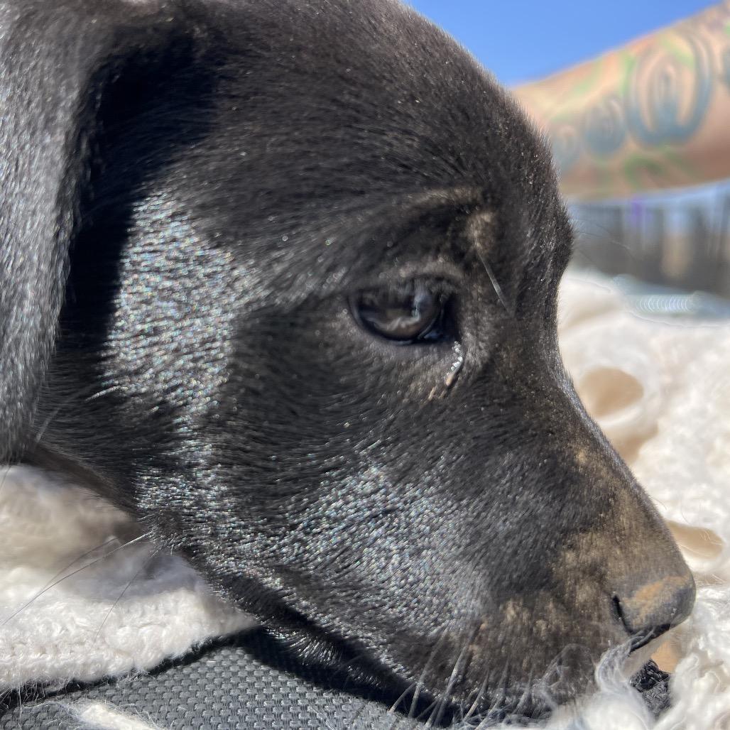 Enlarge Neo, a Adoptable mixed breed in Aledo, TX image 5/6