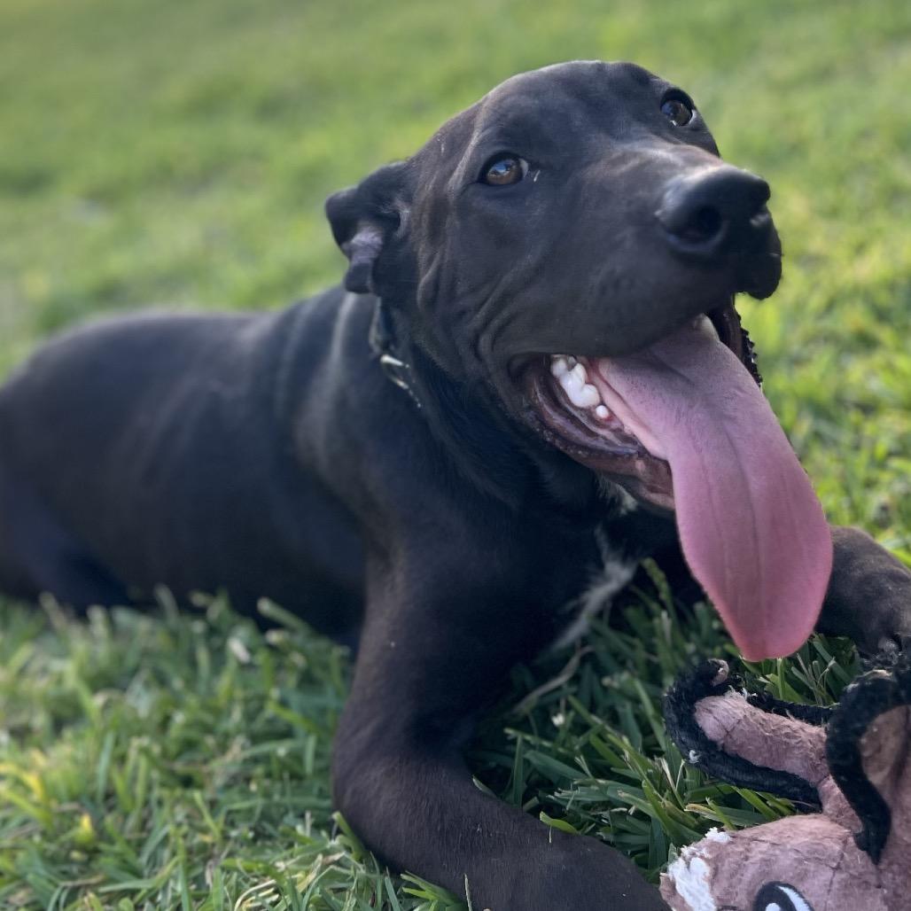 Enlarge Neo, a Adoptable mixed breed in Aledo, TX image 6/6