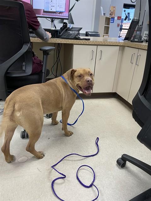 QUEEN CHANEL, Adoptable, Adult Female Pit Bull Terrier & Mixed Breed.