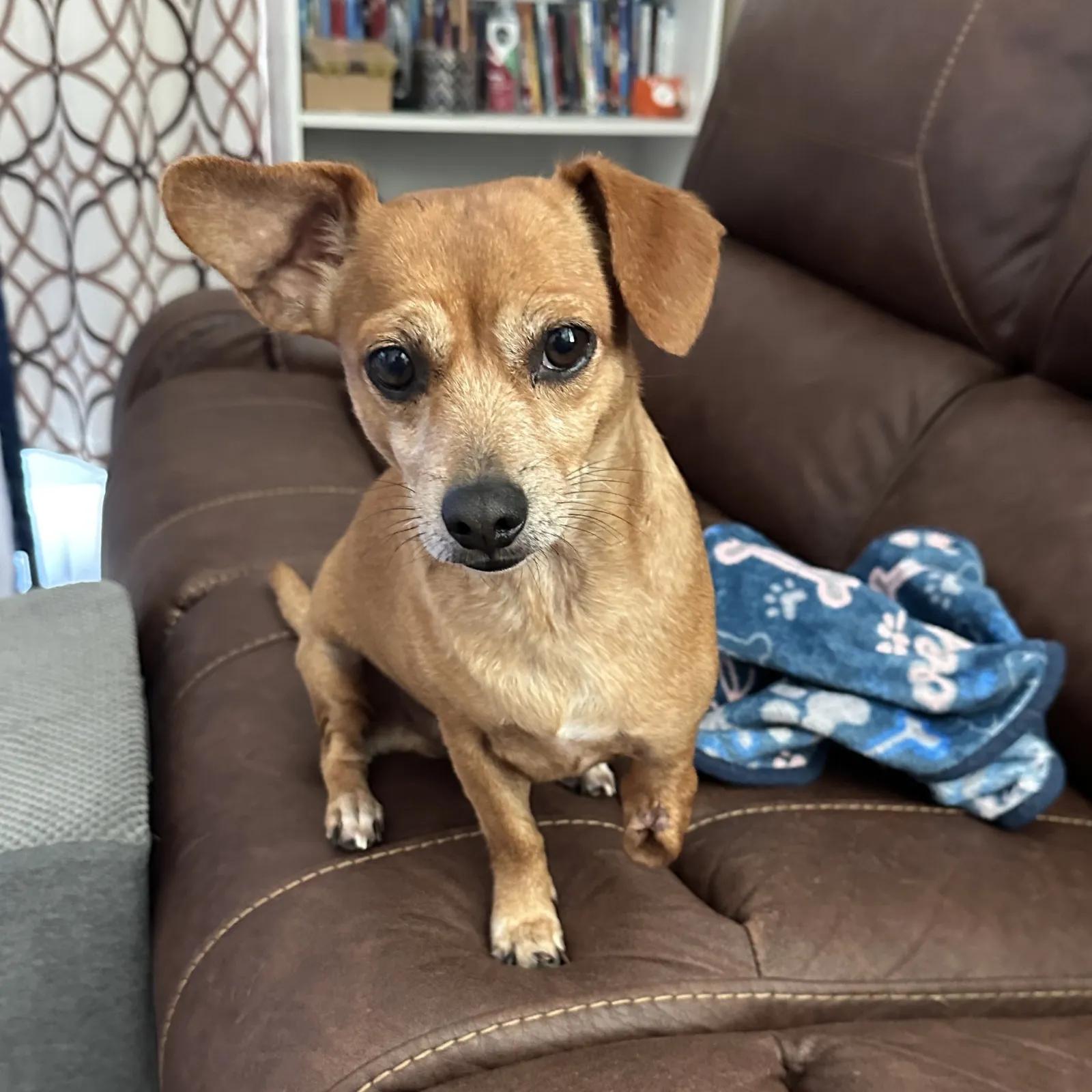 Enlarge Joey, a ADOPTABLE mixed breed in Port Charlotte, FL image 1/4