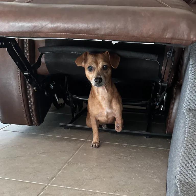 Enlarge Joey, a ADOPTABLE mixed breed in Port Charlotte, FL image 4/4