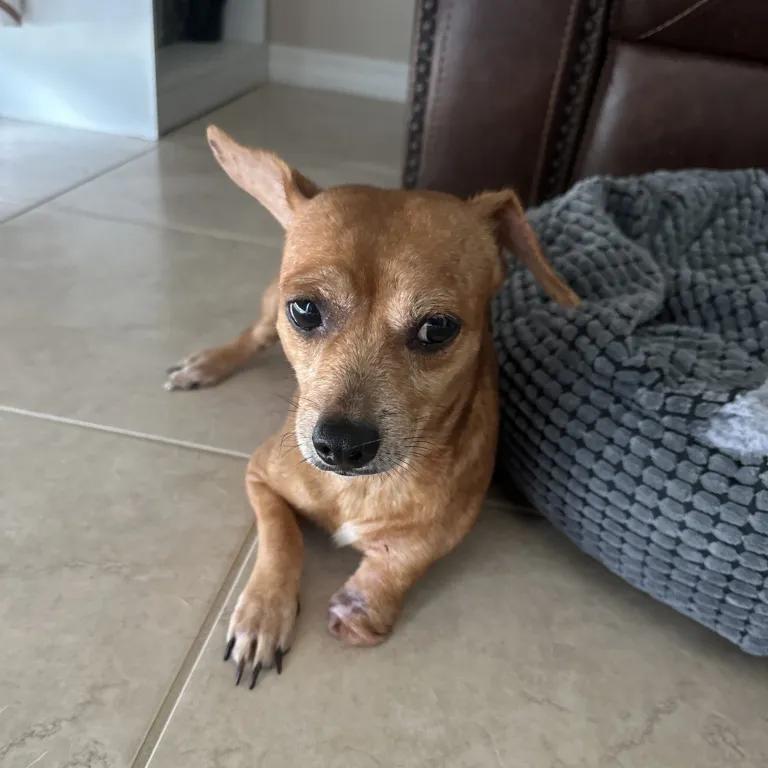 Enlarge Joey, a ADOPTABLE mixed breed in Port Charlotte, FL image 3/4