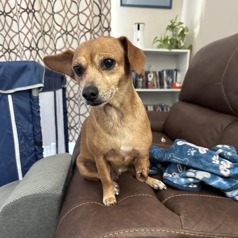 Enlarge Joey, a ADOPTABLE mixed breed in Port Charlotte, FL image 2/4