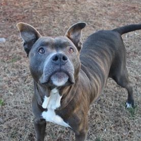 Miss Independent, ADOPTABLE, Adult Female Pit Bull Terrier.