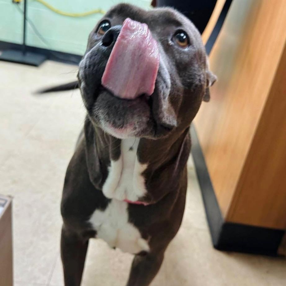 Enlarge Miss Independent, a ADOPTABLE mixed breed in Martinsville, VA image 2/4