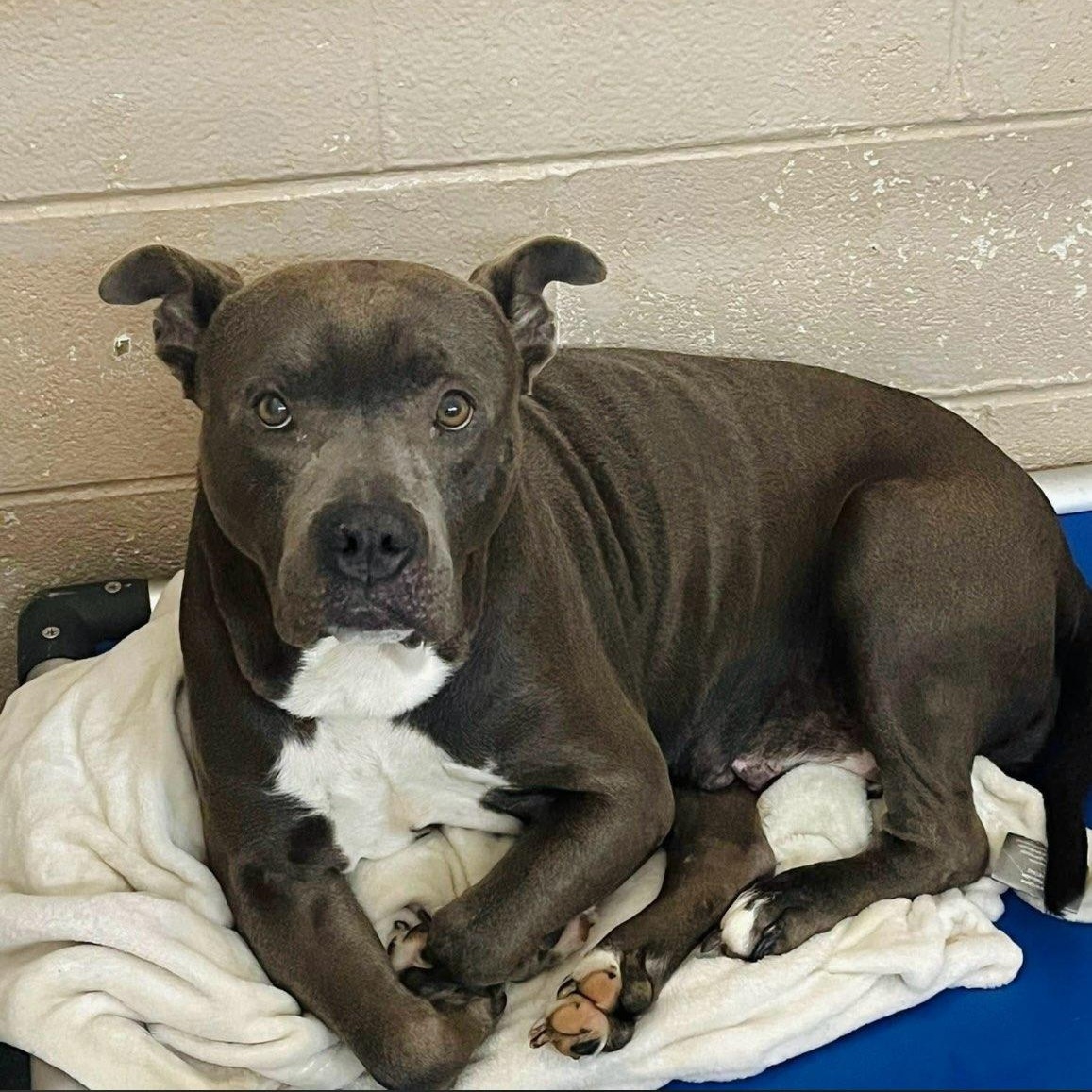 Enlarge Miss Independent, a ADOPTABLE mixed breed in Martinsville, VA image 3/4