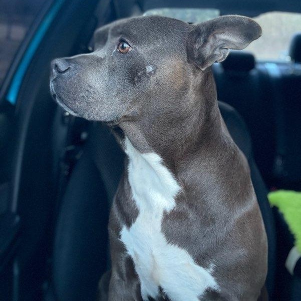 Enlarge Miss Independent, a ADOPTABLE mixed breed in Martinsville, VA image 4/4