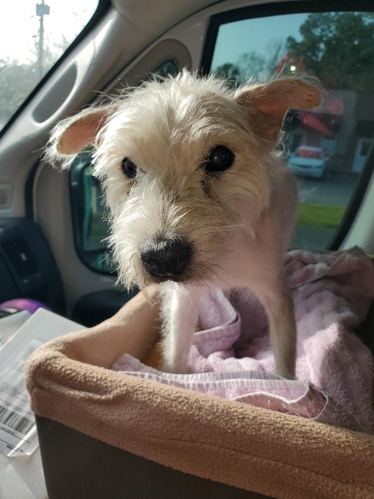 Enlarge Bosley, a Adopted mixed breed in Ridgeland, SC image 1/1