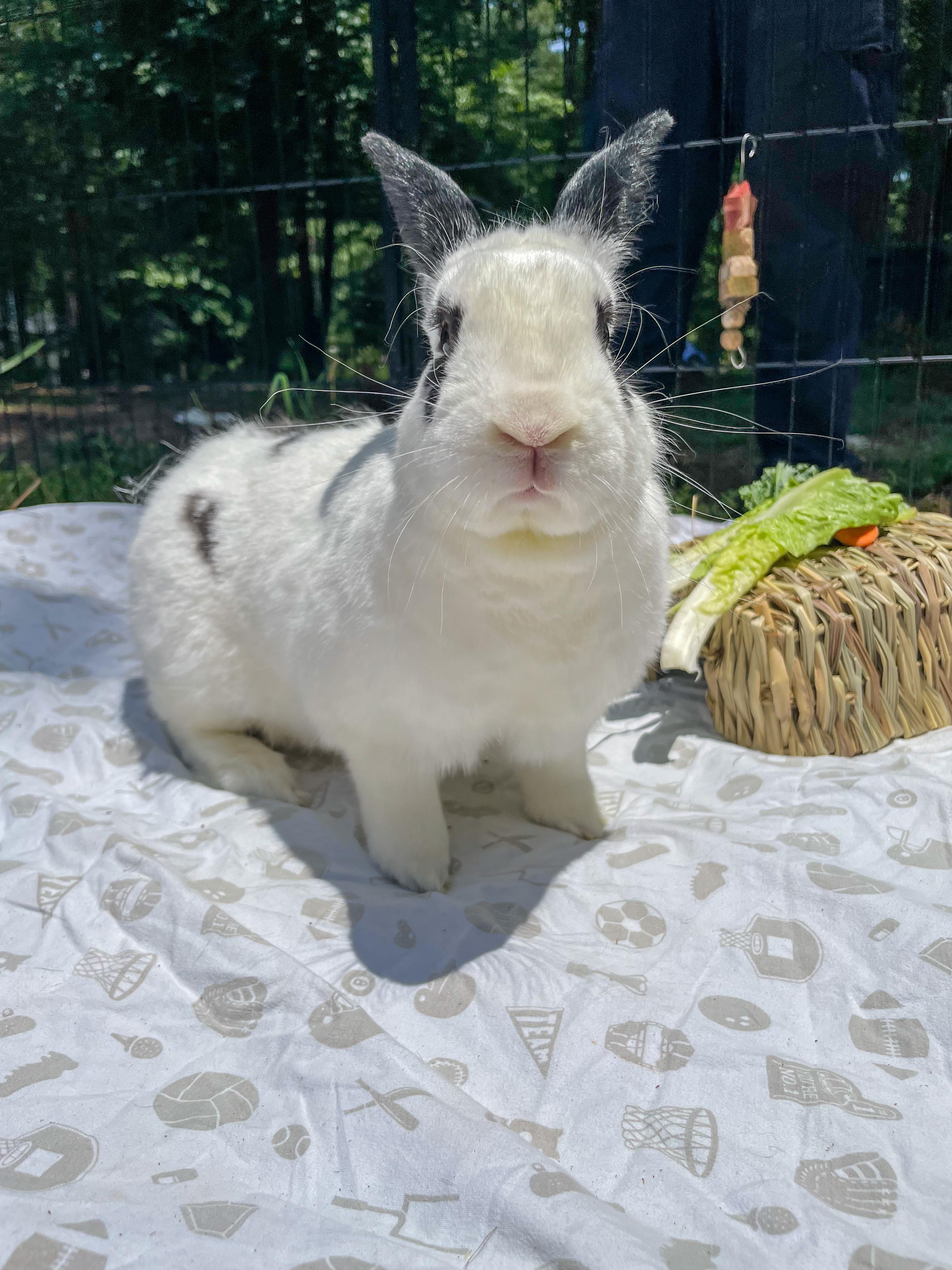 Enlarge Jackson, a Adoptable Bunny Rabbit in Oxford, GA image 1/2
