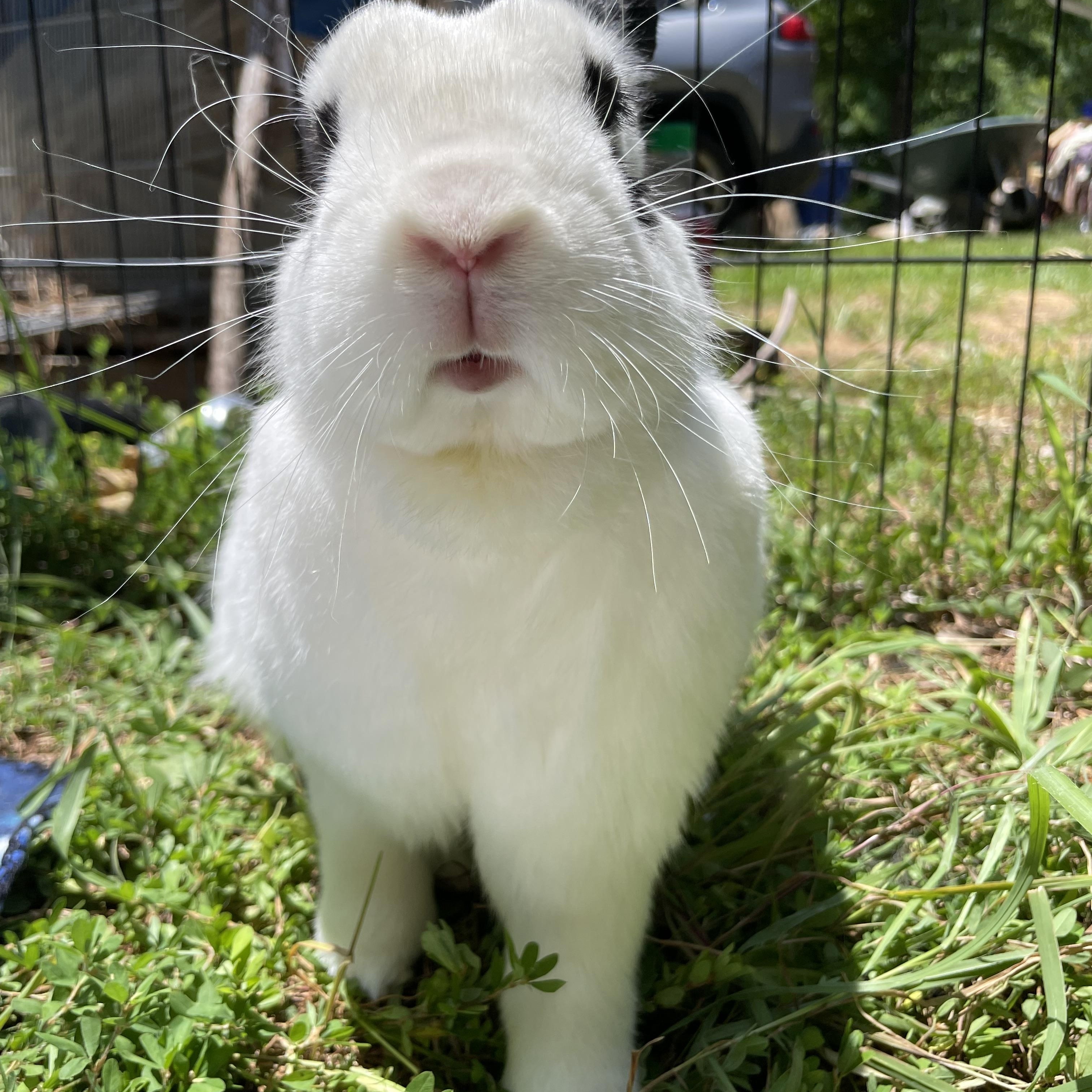 Enlarge Jackson, a Adoptable Bunny Rabbit in Oxford, GA image 2/2