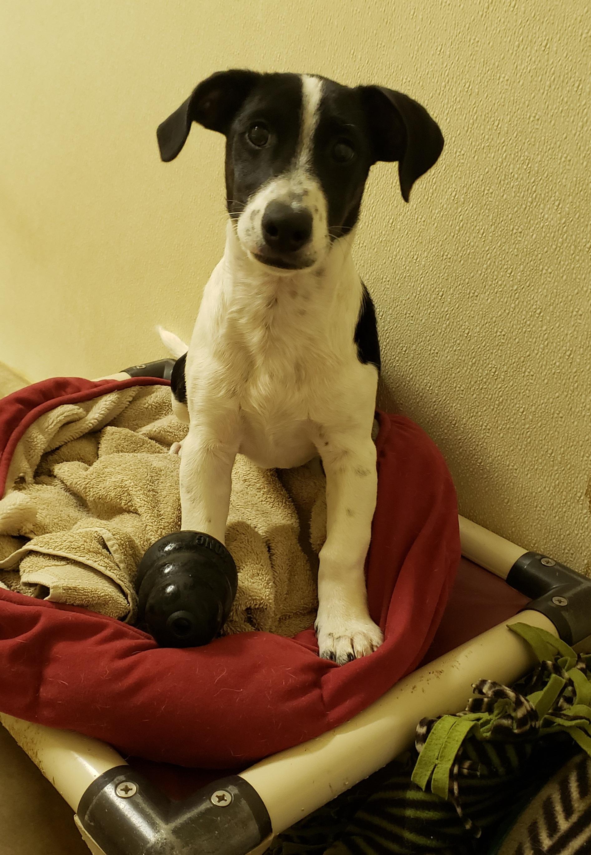 Joey, Adoptable, Young Male Rat Terrier & Beagle.