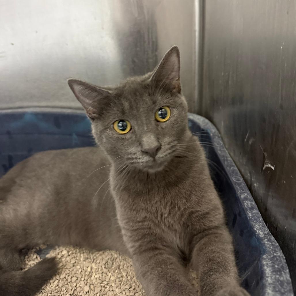 Jesse, Adoptable, Young Male Russian Blue.