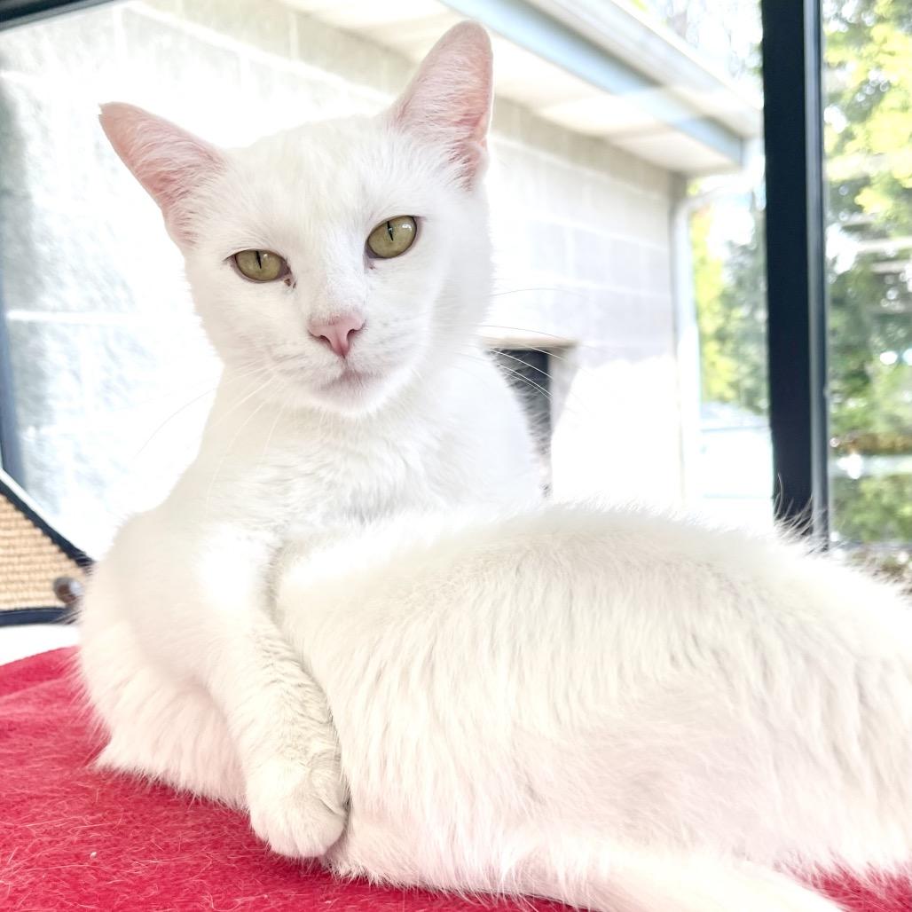 Betty White, Adoptable, Adult Female Domestic Short Hair.