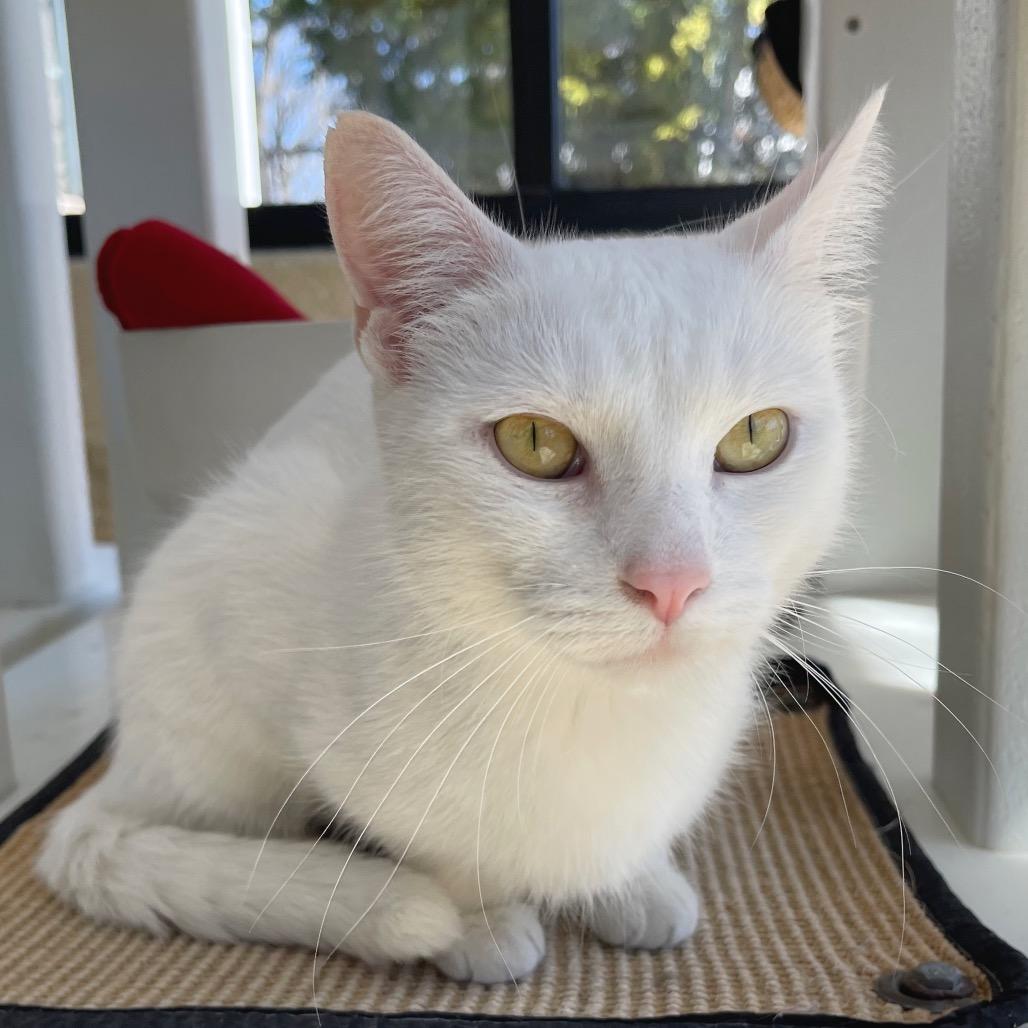 Enlarge Betty White, a Adoptable Domestic Short Hair in Deerfield, IL image 2/4