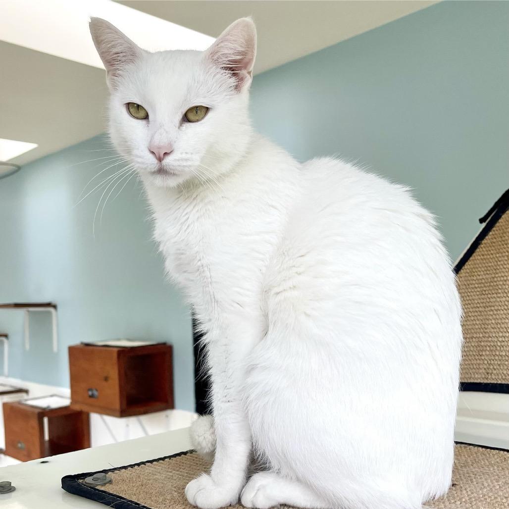 Enlarge Betty White, a Adoptable Domestic Short Hair in Deerfield, IL image 3/4