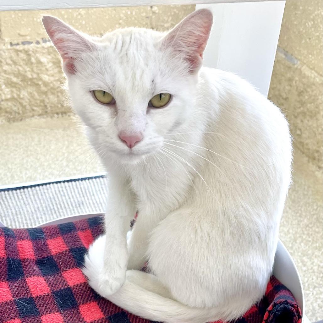 Enlarge Betty White, a Adoptable Domestic Short Hair in Deerfield, IL image 4/4