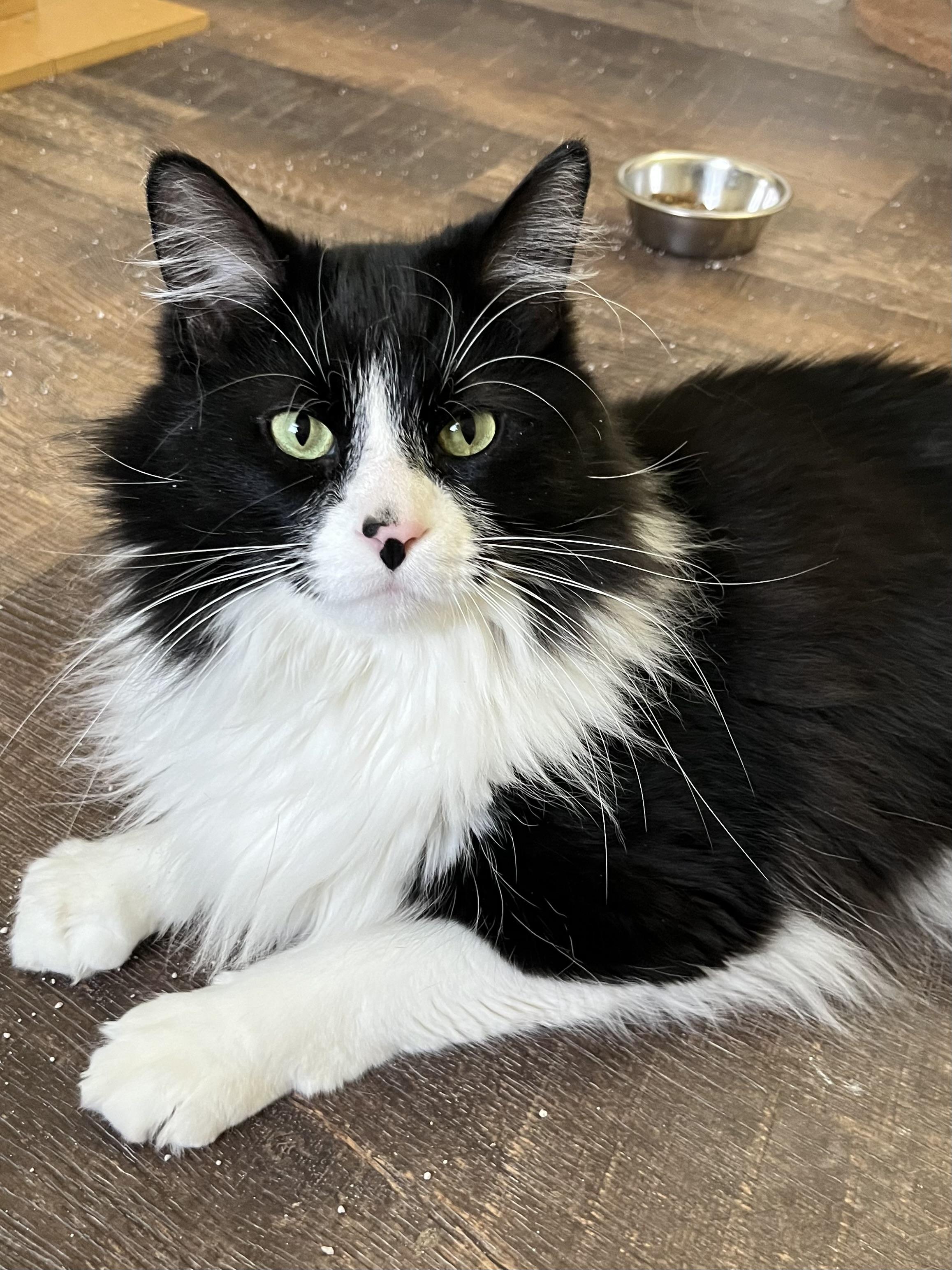 Enlarge Lord Sylvester , a ADOPTABLE Domestic Long Hair in Palatine, IL image 1/2