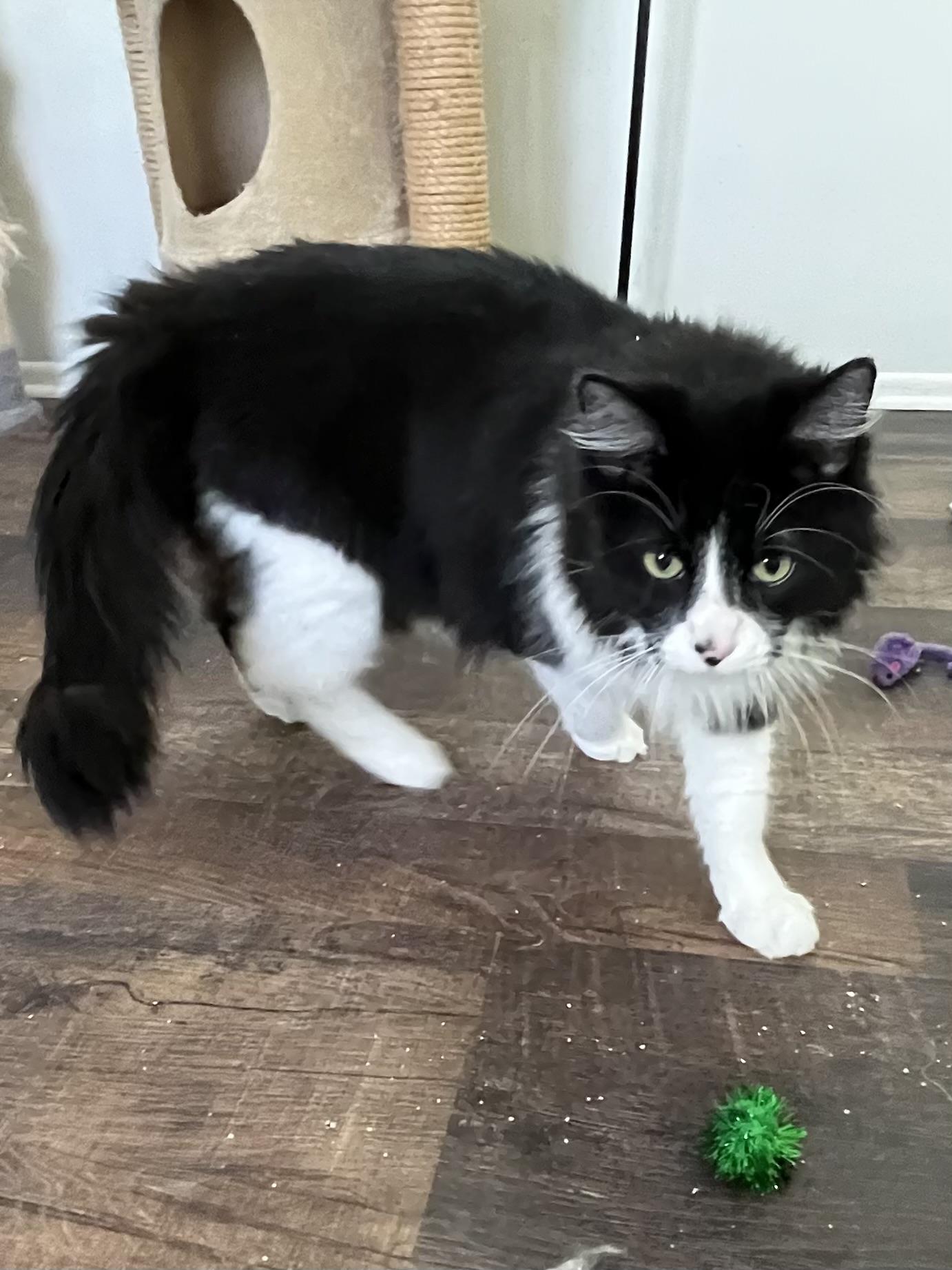Enlarge Lord Sylvester , a ADOPTABLE Domestic Long Hair in Palatine, IL image 2/2