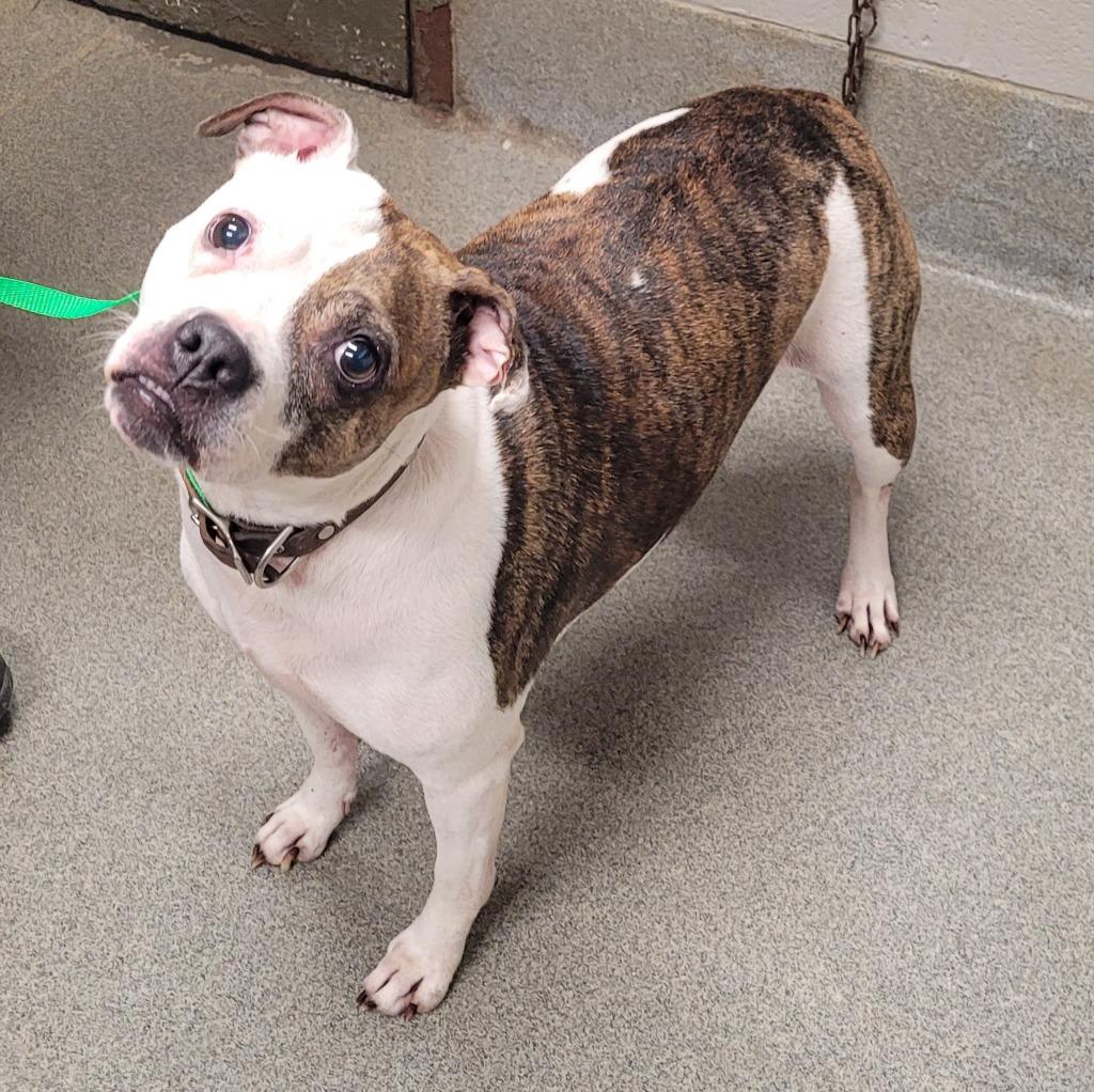 Willow, a Adoptable mixed breed in Hopkinsville, KY image 1/2