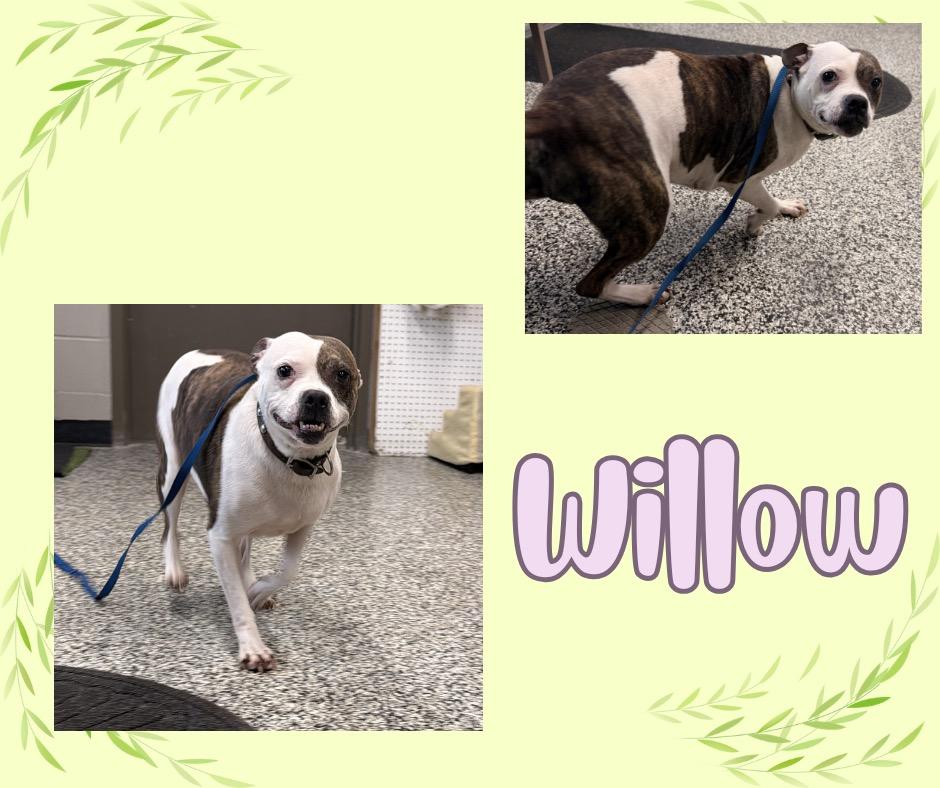 Willow, a Adoptable mixed breed in Hopkinsville, KY image 2/2