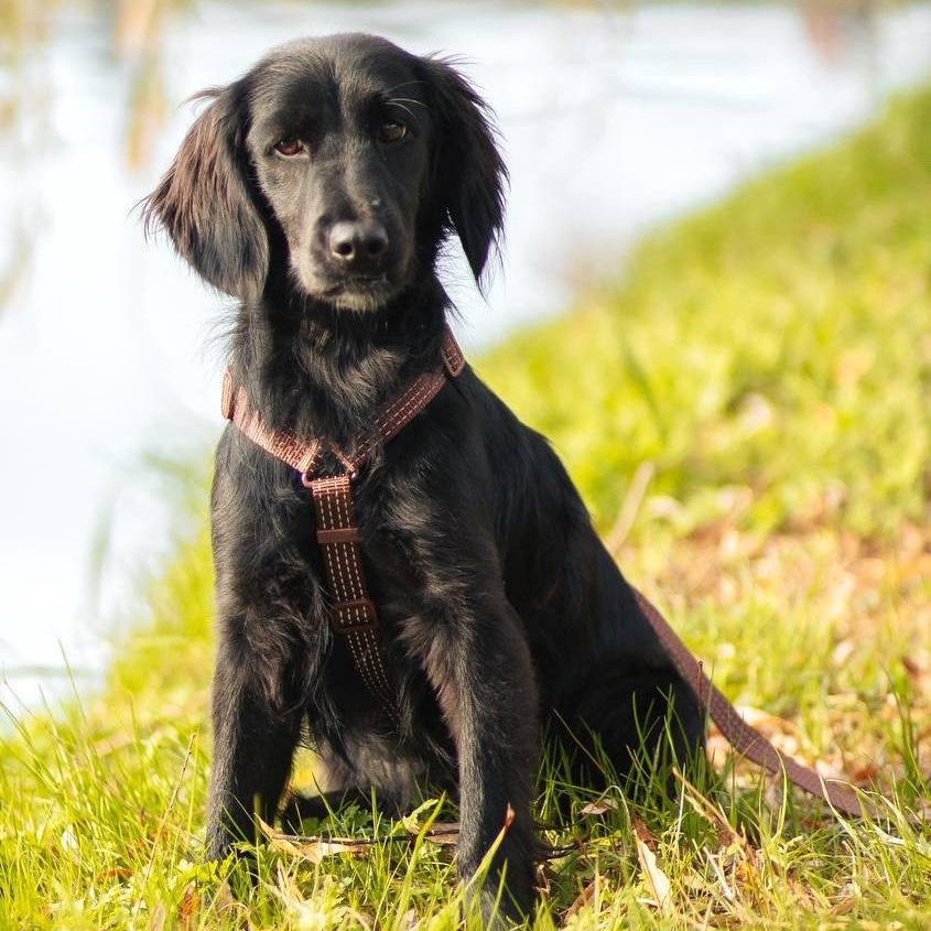 Enlarge Lisa, an adopted mixed breed in Morristown, NJ image 4/6