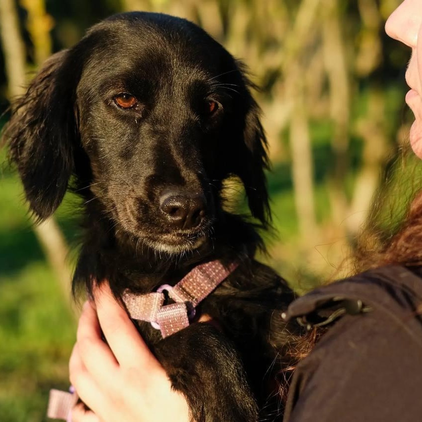 Enlarge Lisa, an adopted mixed breed in Morristown, NJ image 3/6