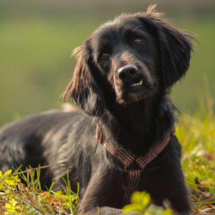 Enlarge Lisa, an adopted mixed breed in Morristown, NJ image 1/6