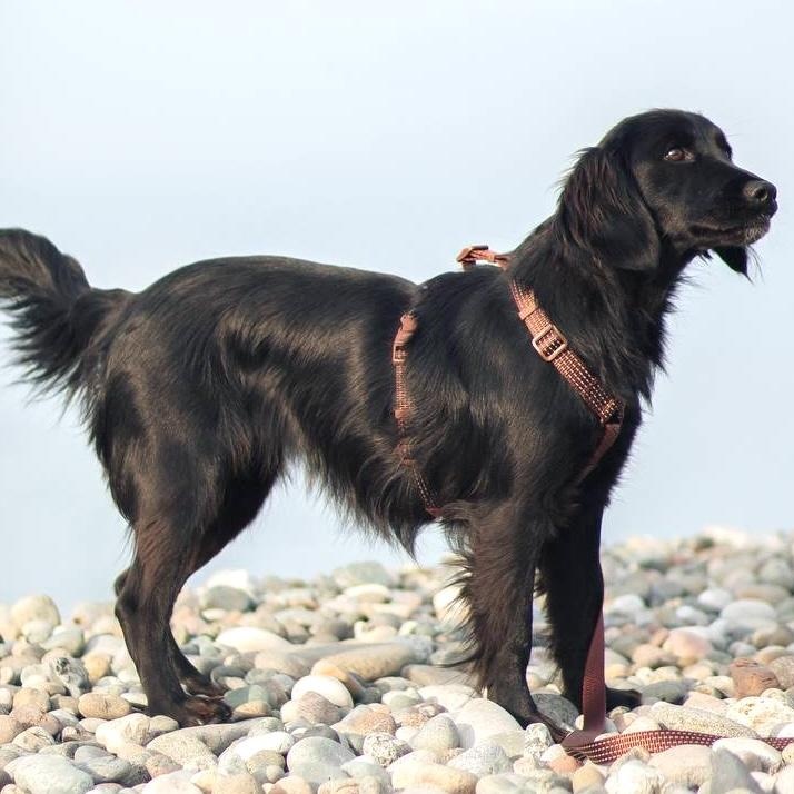 Enlarge Lisa, an adopted mixed breed in Morristown, NJ image 5/6