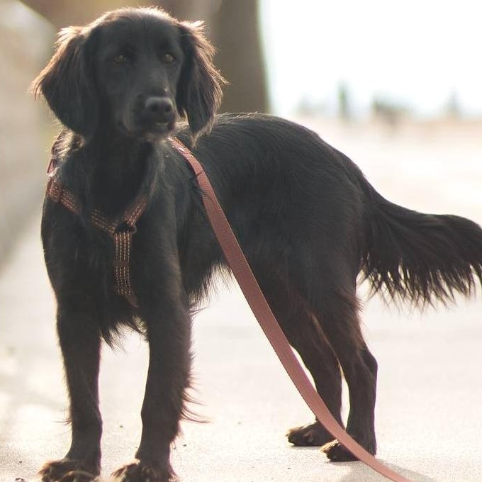 Enlarge Lisa, an adopted mixed breed in Morristown, NJ image 2/6