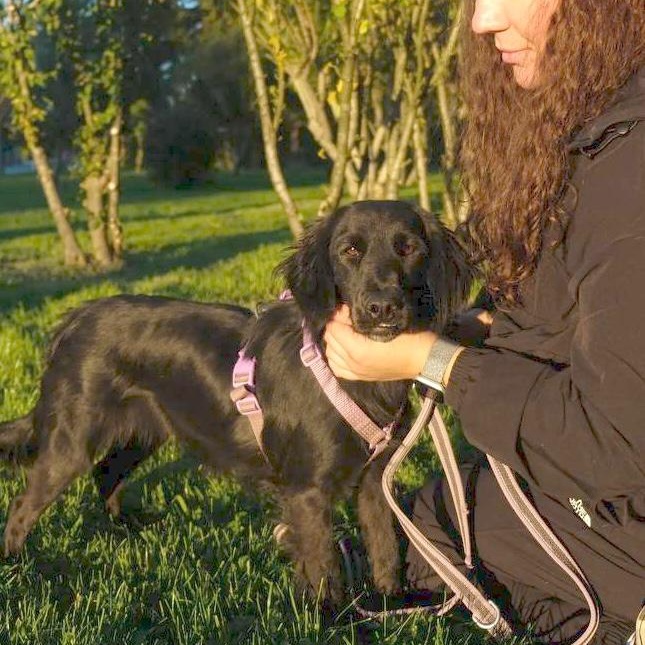 Enlarge Lisa, an adopted mixed breed in Morristown, NJ image 6/6