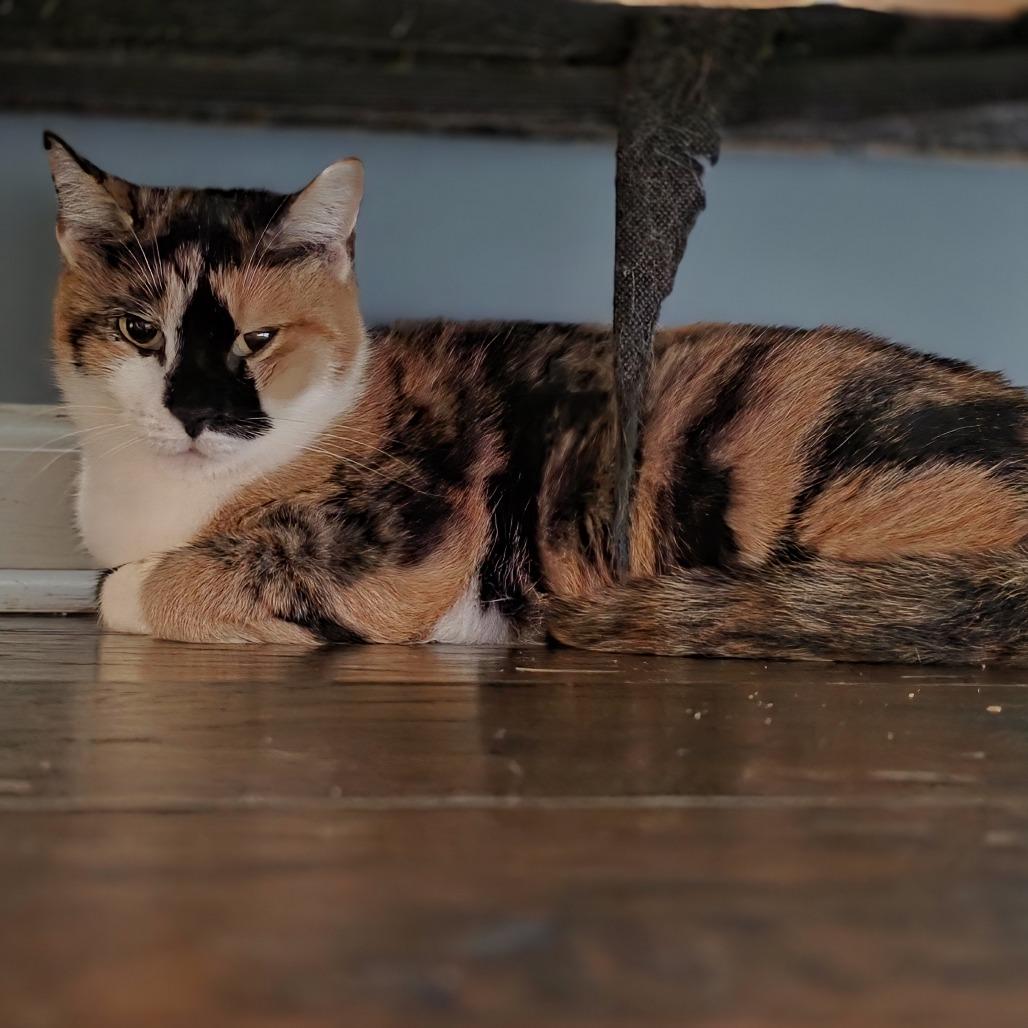 Zeplin, Adoptable, Adult Female Domestic Short Hair.