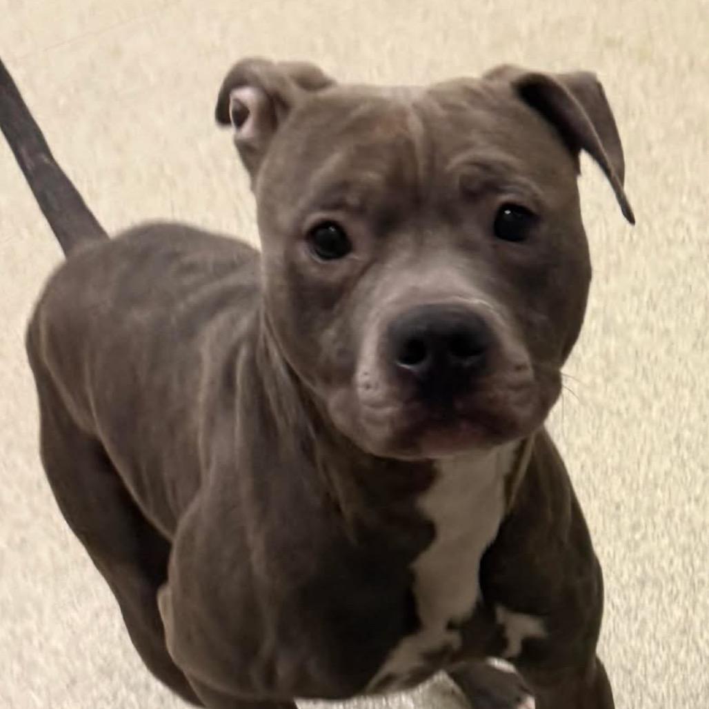 Enlarge Whopper, a Adoptable Pit Bull Terrier in Ballston Spa, NY image 1/4