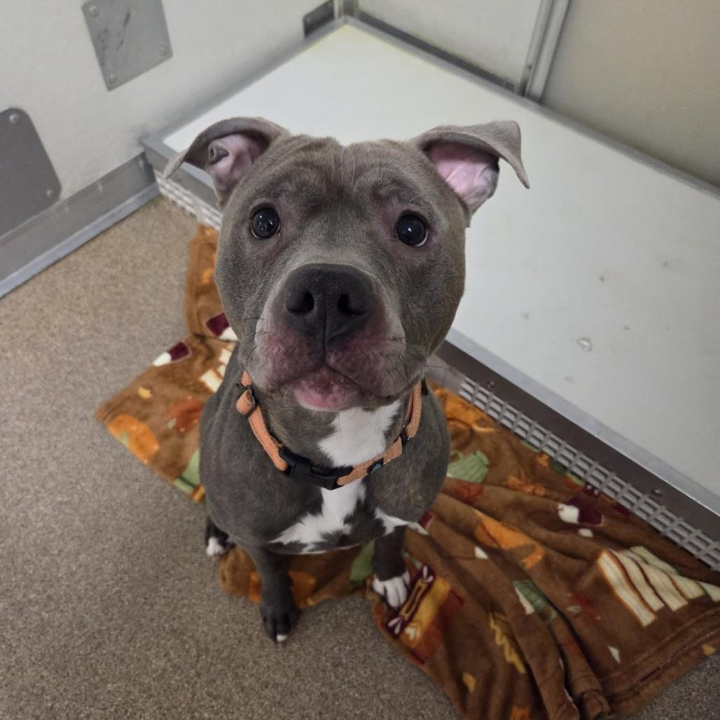 Enlarge Whopper, a Adoptable Pit Bull Terrier in Ballston Spa, NY image 4/4