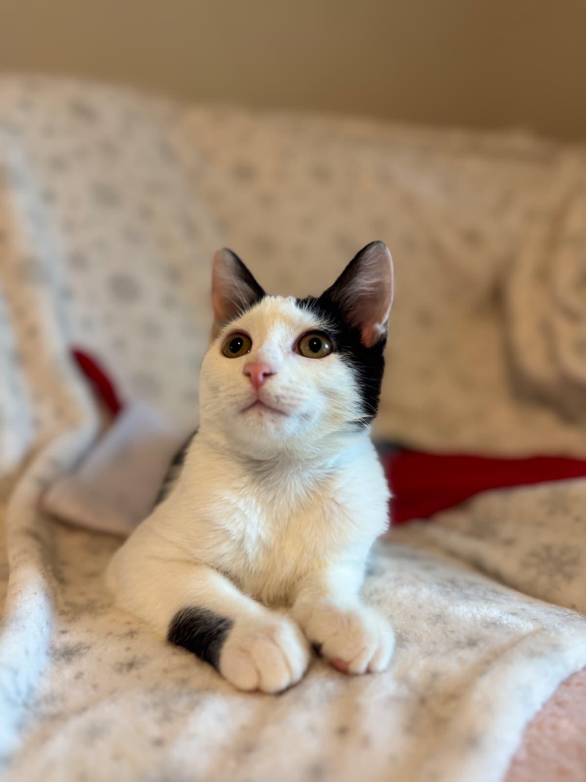 Enlarge Shavasana, a Adoptable Domestic Short Hair in Kissimmee, FL image 1/4
