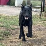 Enlarge VADER - TRANSPORT AVAILABLE, a Adoptable mixed breed in St. Louis, MO image 6/6