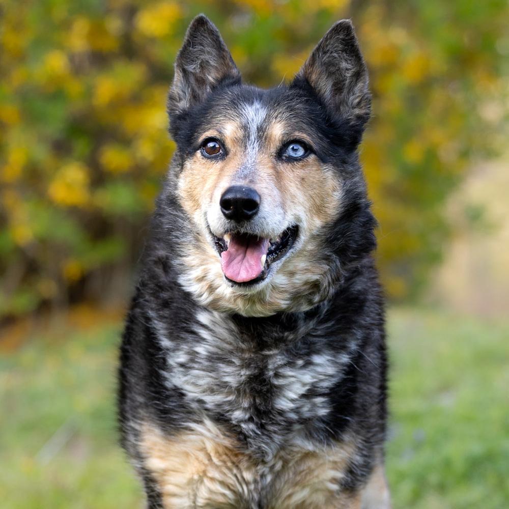 Gemma - 25001, Adoptable, Senior Female Australian Cattle Dog / Blue Heeler.