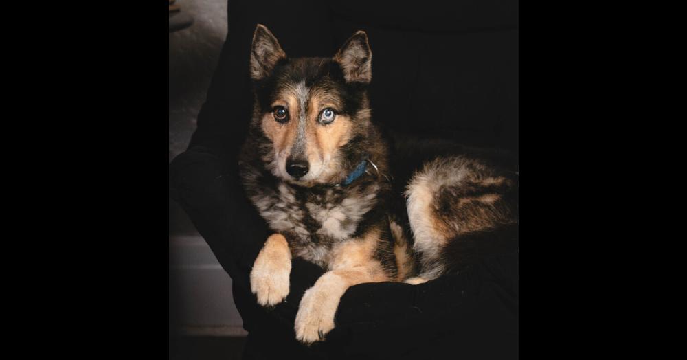 Enlarge Gemma - 25001, a Adoptable mixed breed in Armonk, NY image 2/6