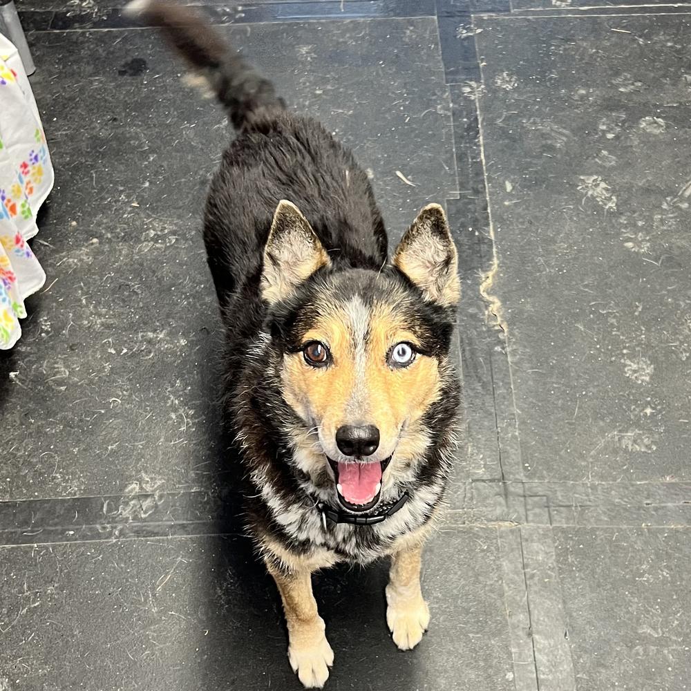 Enlarge Gemma - 25001, a Adoptable mixed breed in Armonk, NY image 1/6