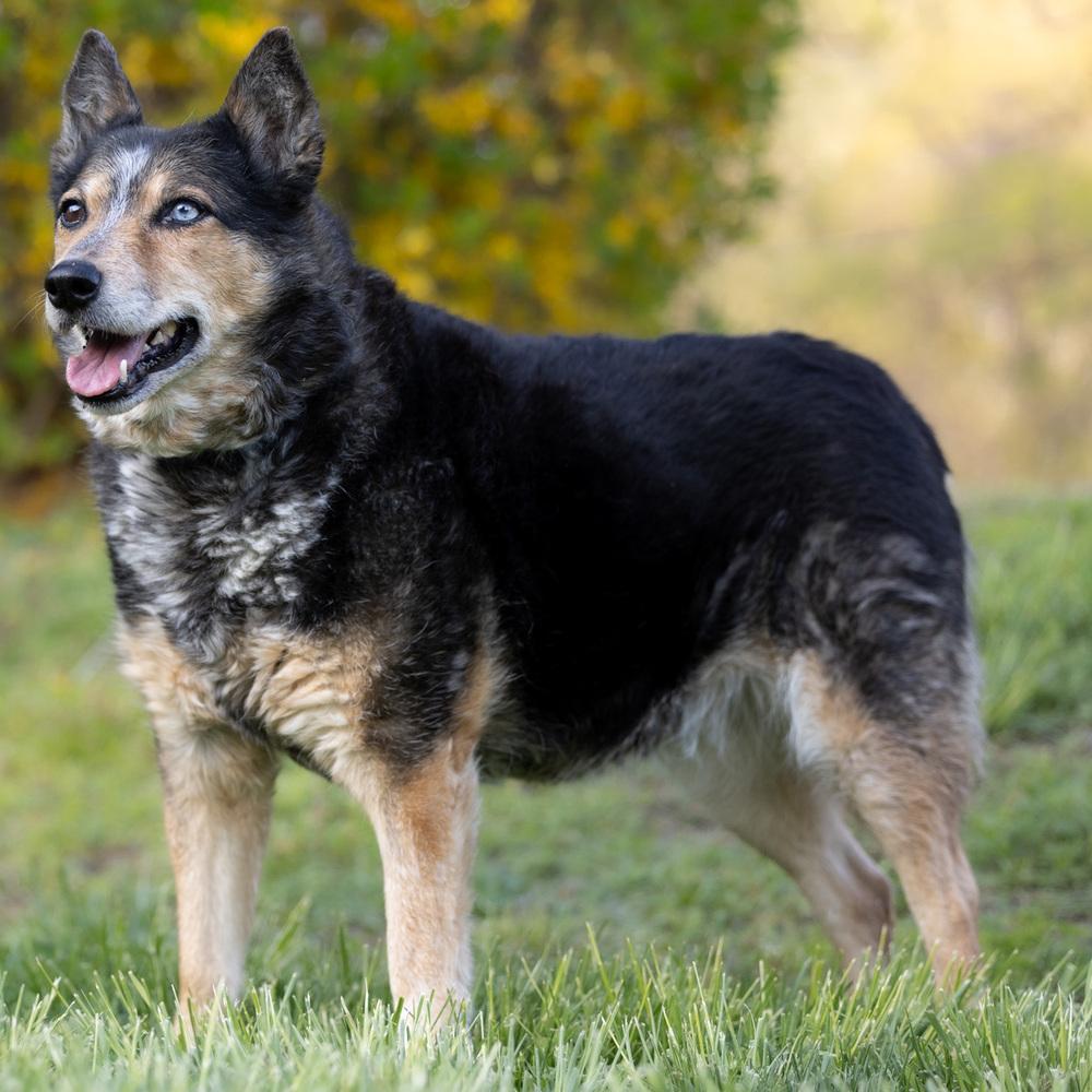 Enlarge Gemma - 25001, a Adoptable mixed breed in Armonk, NY image 2/6