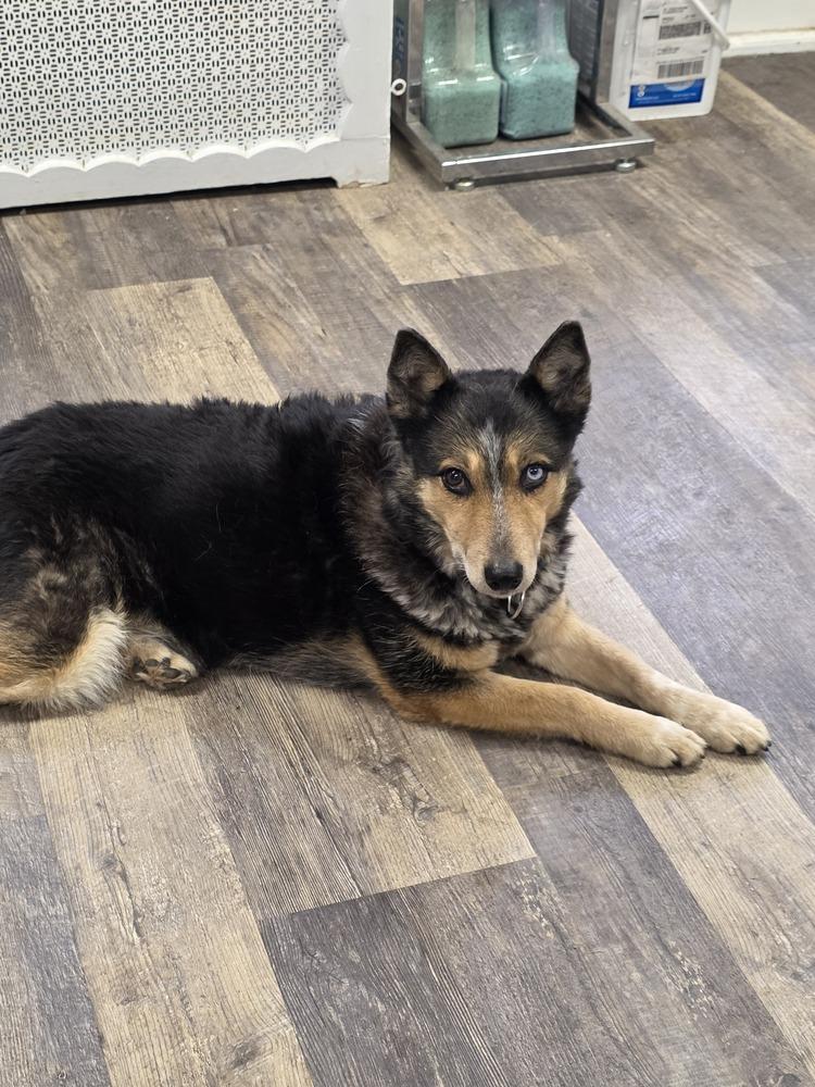 Enlarge Gemma - 25001, a Adoptable mixed breed in Armonk, NY image 3/6