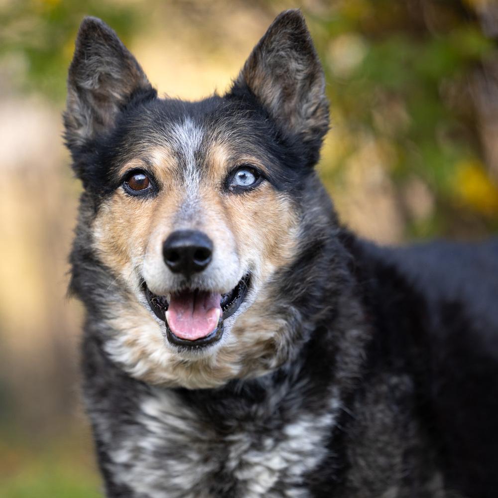 Enlarge Gemma - 25001, a Adoptable mixed breed in Armonk, NY image 3/6