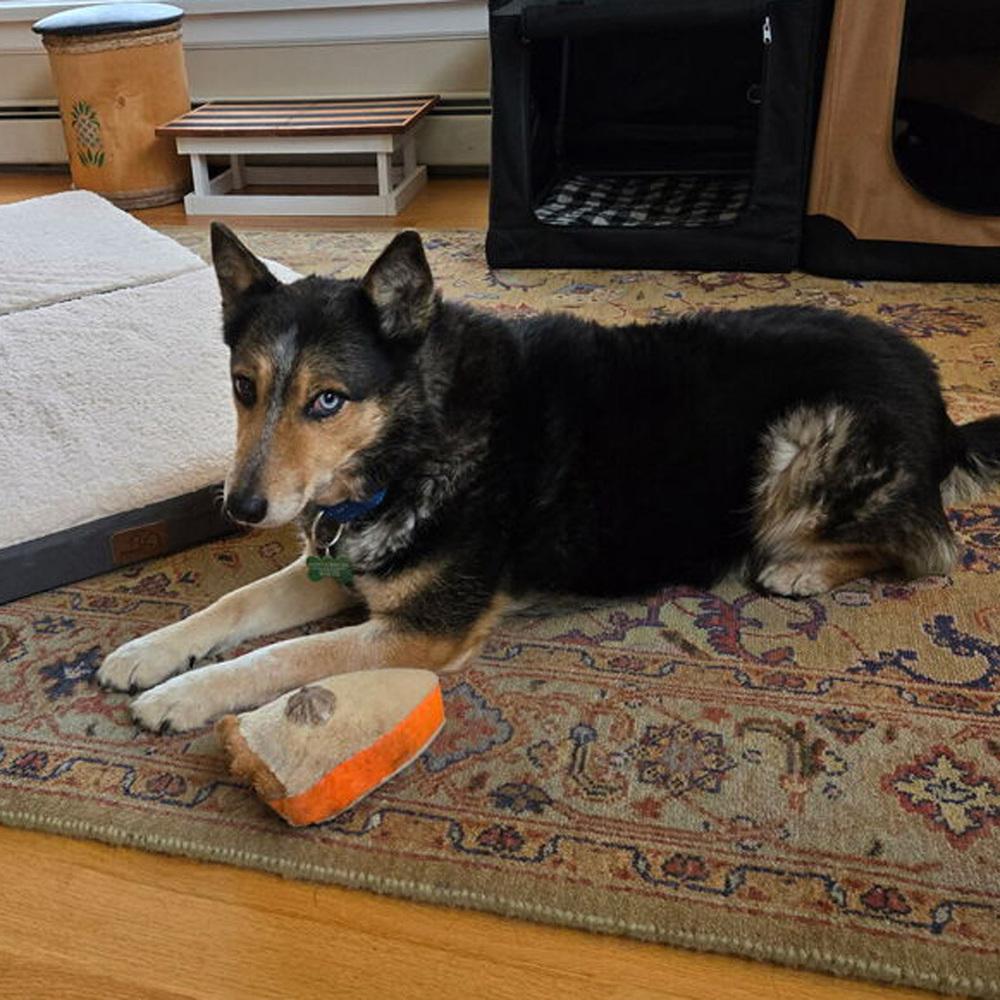 Gemma - 25001, Adoptable, Senior Female Australian Cattle Dog / Blue Heeler.